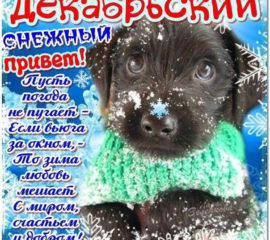 Открытка декабрьский привет с песиком