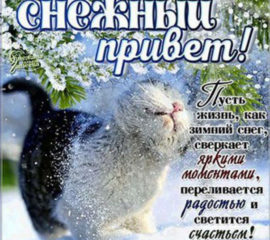 Снежный зимний привет картинка