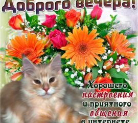 Открытка доброго вечера с котом