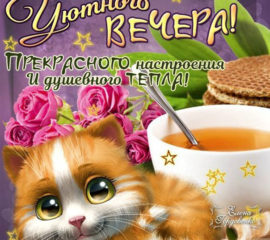Душевного вечера открытка цветы кофе милый котик