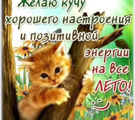 Котик. Желаю хорошего настроения