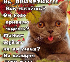 большой привет
