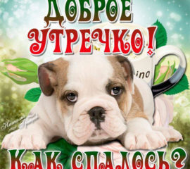 Прикольный песик с добрым утром как спалось