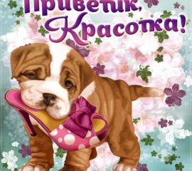 Подружке Привет открытки