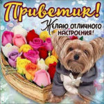 Скачать бесплатно открытку Привет