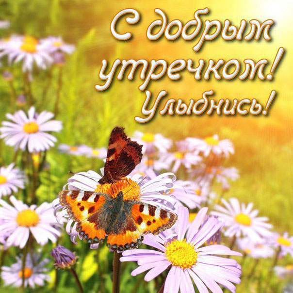 Картинки утро цветы
