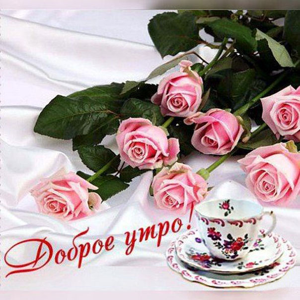 Картинки утро розы