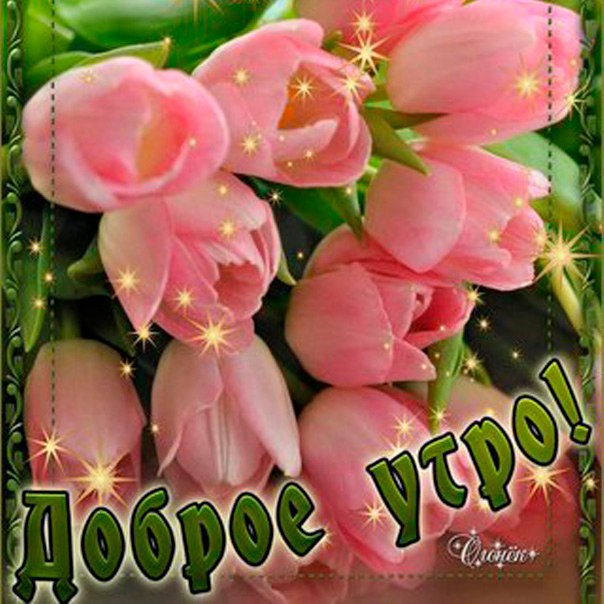 Милой розы